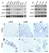 Figure 5: