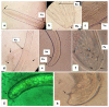 Fig 4