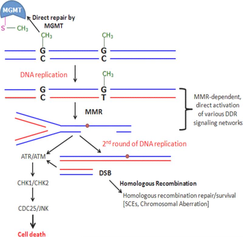 Figure 7