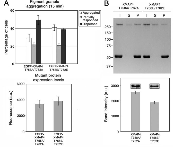 FIGURE 6: