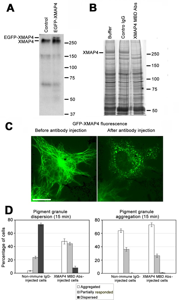 FIGURE 4: