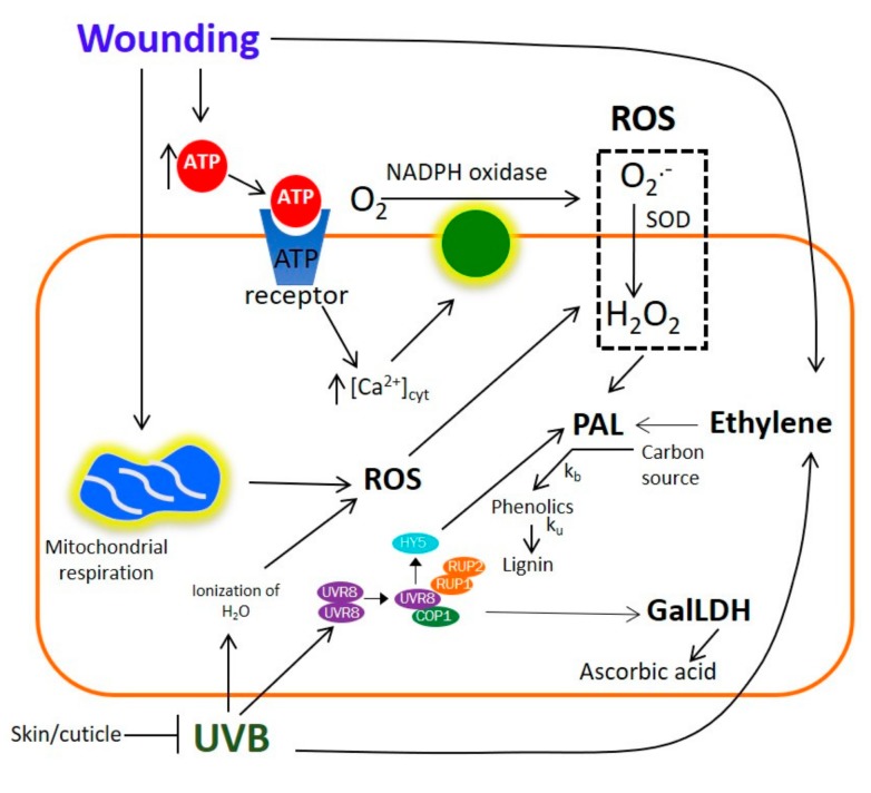 Figure 6