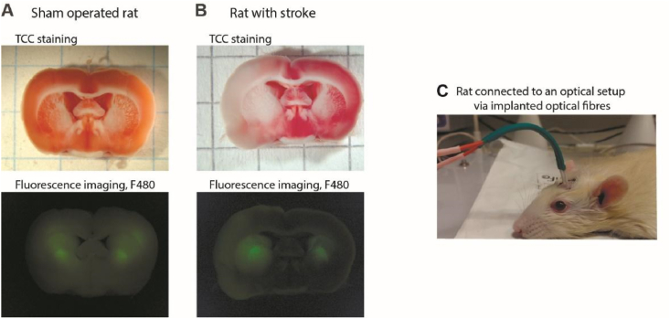 Fig. 3