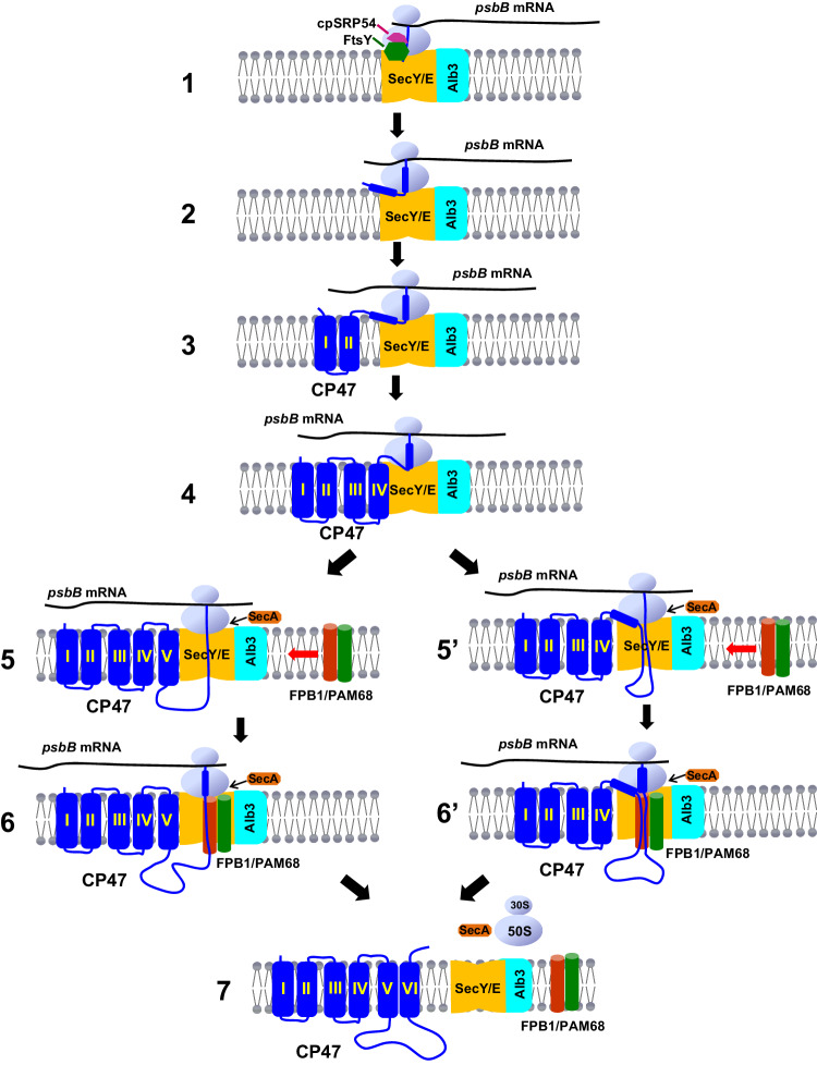 Fig. 7