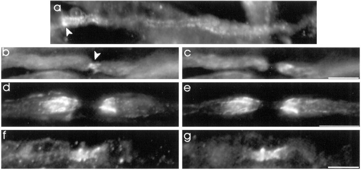 Fig. 9.