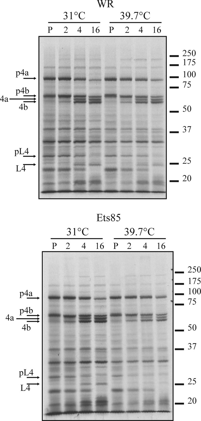 FIG 6