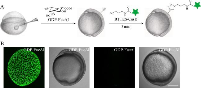 Figure 21.3