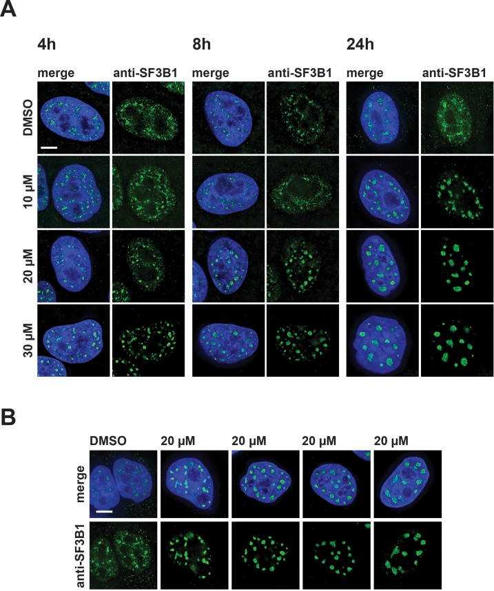 Figure 5—figure supplement 1.