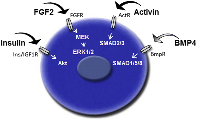 Figure 6