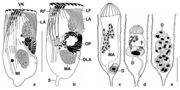 Figs 2a-e