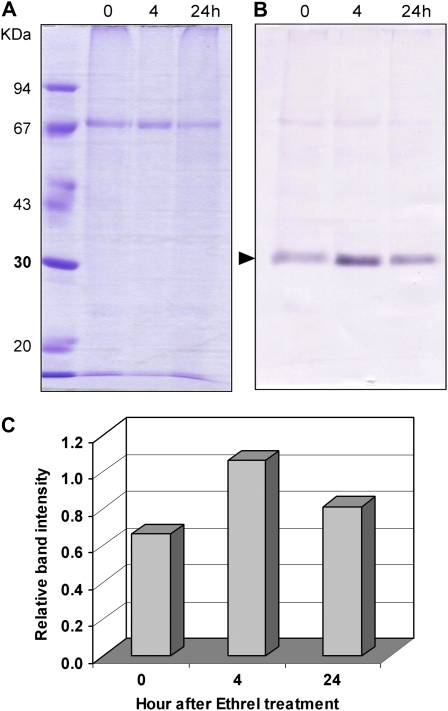 Figure 7.