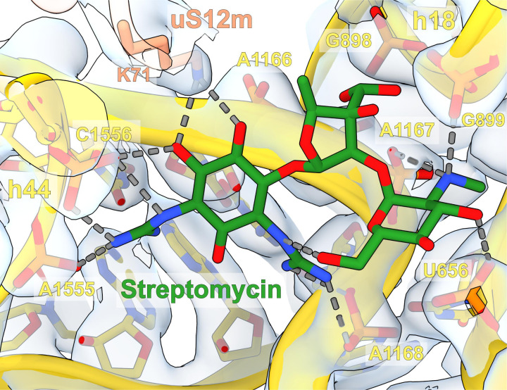 Figure 5—figure supplement 1.