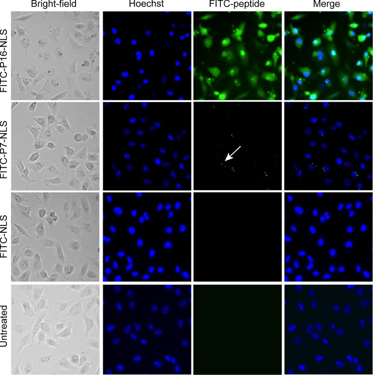 Figure 5