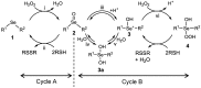 Scheme 1