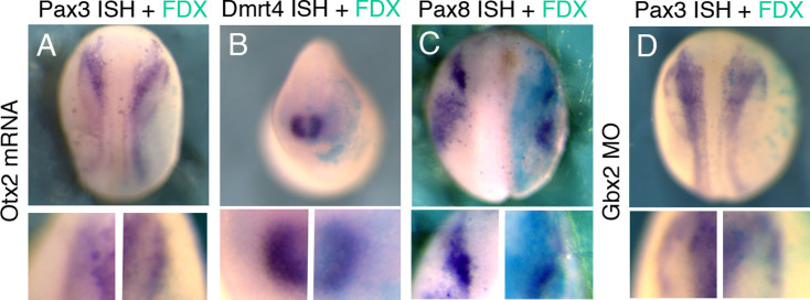 Fig. S1