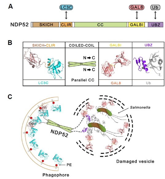 Fig. 2