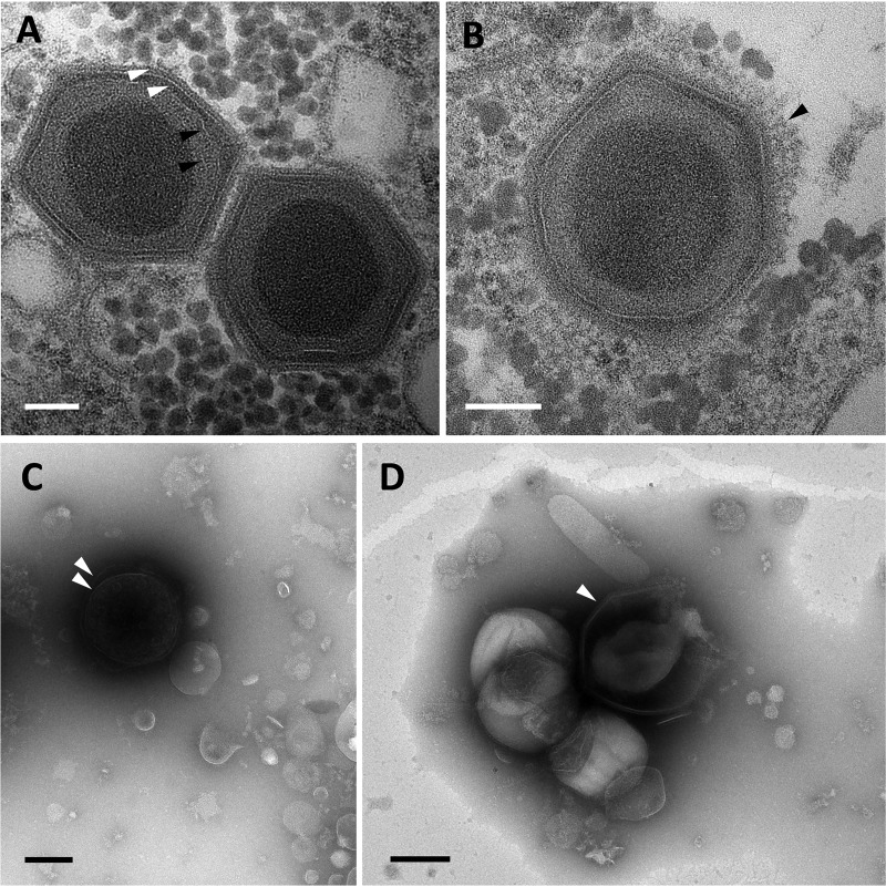 FIG 1