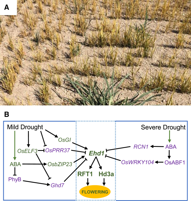 Figure 5