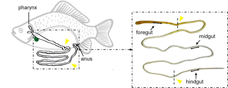 Figure 1