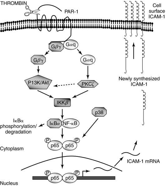 FIG. 7.