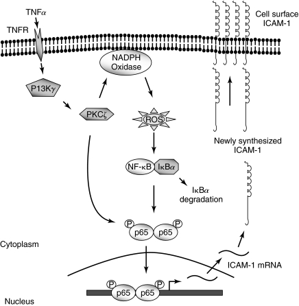 FIG. 6.