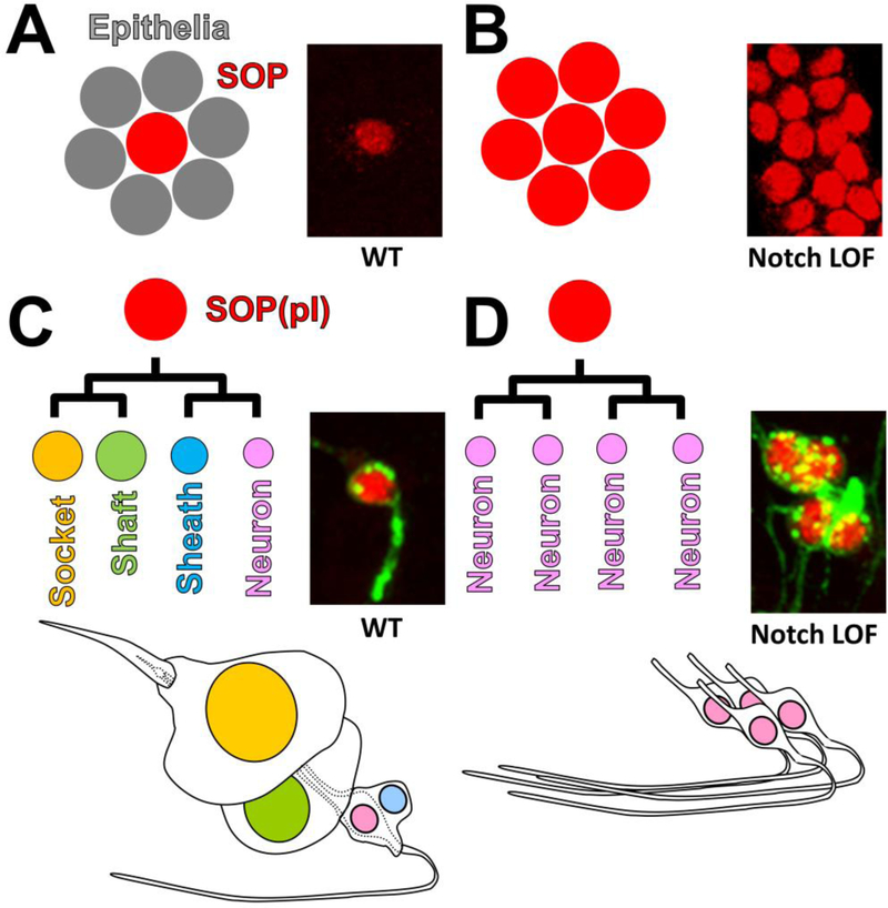 Figure 3: