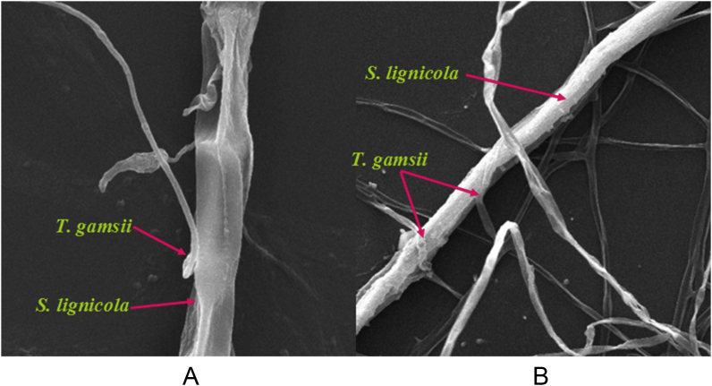 Fig. 4