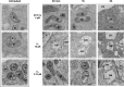 Figure 6