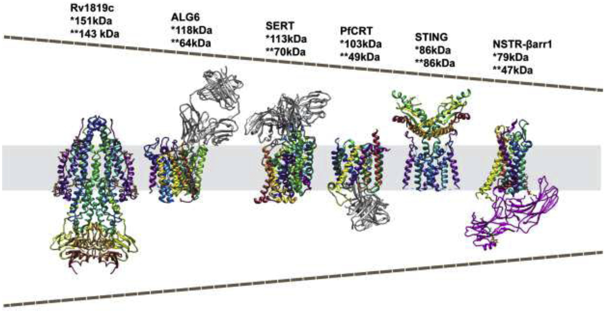 Cryo-electron microscopy analysis of small membrane proteins - PMC