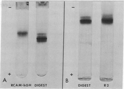 graphic file with name pnas00048-0043-a.jpg