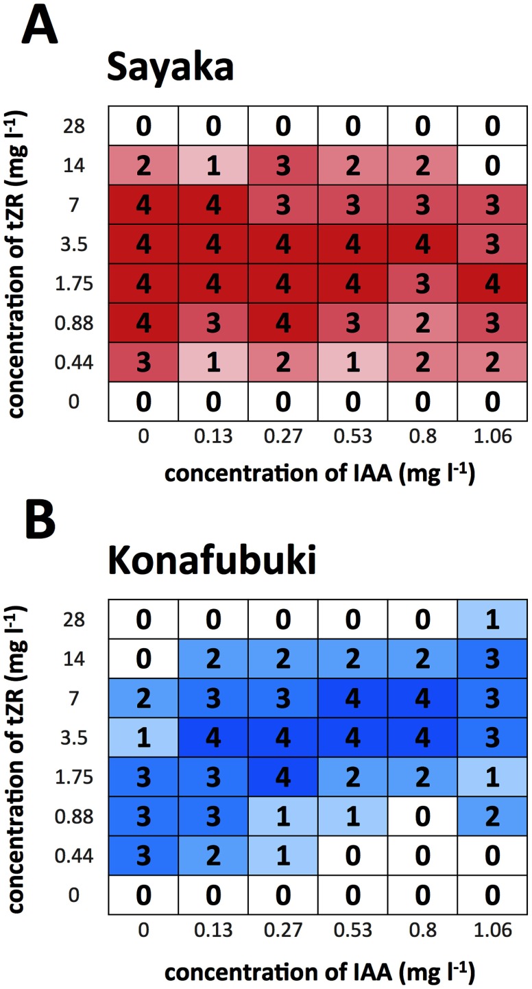 Figure 3. Heat map of the shoot formation frequency for the cultured cells of ‘Sayaka’ (A) and ‘Konafubuki’ (B). The occurrence of regeneration was determined using the assay method as shown in the previous figures. When the regenerated shoots were observed on one of the two tissues, it was counted as ‘regenerated’. This assay was performed four times each, and numbers of ‘regenerated’ in total are indicated as the frequency of regeneration. In each box, frequency is shown as the total number as ‘regenerated’ events, with color gradation.