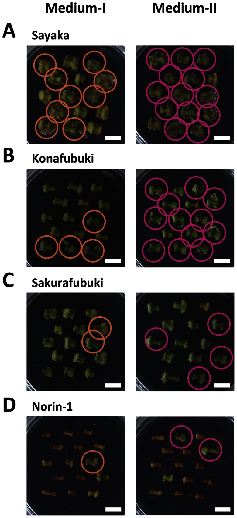 Figure 4. Representative images of cell growth and shoot regeneration on Medium-I and Medium-II. Sections of potato stems were cultured for 30 days. Panels indicate ‘Sayaka’ (A), ‘Konafubuki’ (B), ‘Sakurafubuki’ (C), and ‘Norin-1’ (D). Left and right panels show the segments of these potato cultivars on the Medium-I and Medium-II, respectively. Circles indicate the cultured cells that showed shoot regeneration. Scale bars indicate 1 cm.