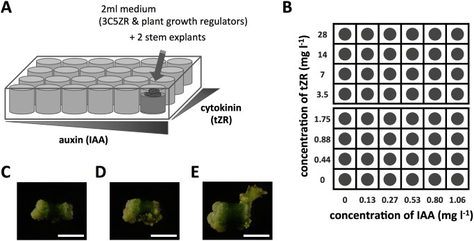 Figure 1. Outline of the plate assay for regeneration efficiency of potato cultivars. (A) Schematic representation of the regeneration procedure from potato cultured cells using a 24-well culture plate. (B) Layout of the 24-well culture plate. Each well contains a culture medium containing various concentrations of IAA and tZR, ranging 0 to 1.06 mg l−1 and 0 to 28 mg l−1, respectively. (C–E) Photographs of sections of ‘Konafubuki’ stems after 30-day culture. Panels indicate the cells without shoot regeneration (C), and those showing regenerated shoot (D, E). Scale bars indicate 5 mm.