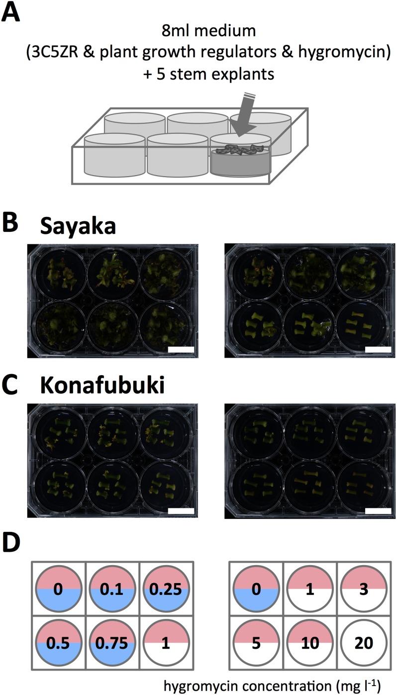 Figure 5. Assay for sensitivity to hygromycin. (A) Schematic representation of the procedure for the determination of sensitivity. Sections of potato stems were placed in a 6-well plate and cultured for 30 days. The wells contained a series of hygromycin concentrations (0 to 20 mg l−1). (B, C) Representative images of cultured cells of ‘Sayaka’ (B) and ‘Konafubuki’ (C). The hygromycin concentrations in the medium is indicated in panel (D). (D) Summary of sensitivity of ‘Sayaka’ and ‘Konafubuki’ to hygromycin. The numbers on the panel indicate the hygromycin concentration in the medium. When shoot regeneration was detected, the corresponding half circles are colored. The results for ‘Sayaka’ and ‘Konafubuki’ are shown in the upper and lower half circles, respectively. Scale bars indicate 2 cm.