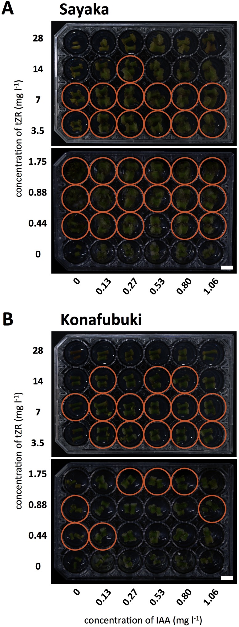 Figure 2. Representative images of the plate assays. ‘Sayaka’ (A) and ‘Konafubuki’ (B) cultured in a 24-well plate for 30 days. The wells contain a series of concentrations of plant growth regulators (0 to 1.06 mg l−1 of IAA and 0 to 28 mg l−1 of tZR). Orange-colored circles indicate the wells in which shoot regeneration was observed. Scale bars indicate 1 cm.