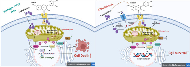 graphic file with name 210_2024_3145_Figa_HTML.jpg