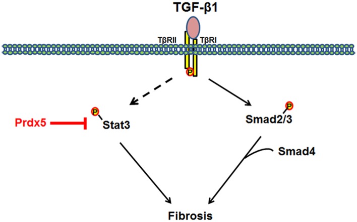 Fig 7