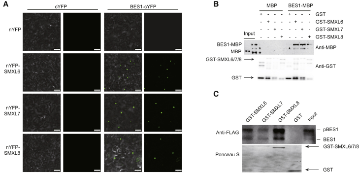 Figure 2