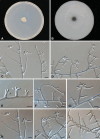Fig. 15