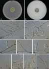 Fig. 13