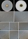Fig. 18