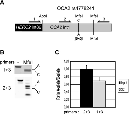 Figure 6.