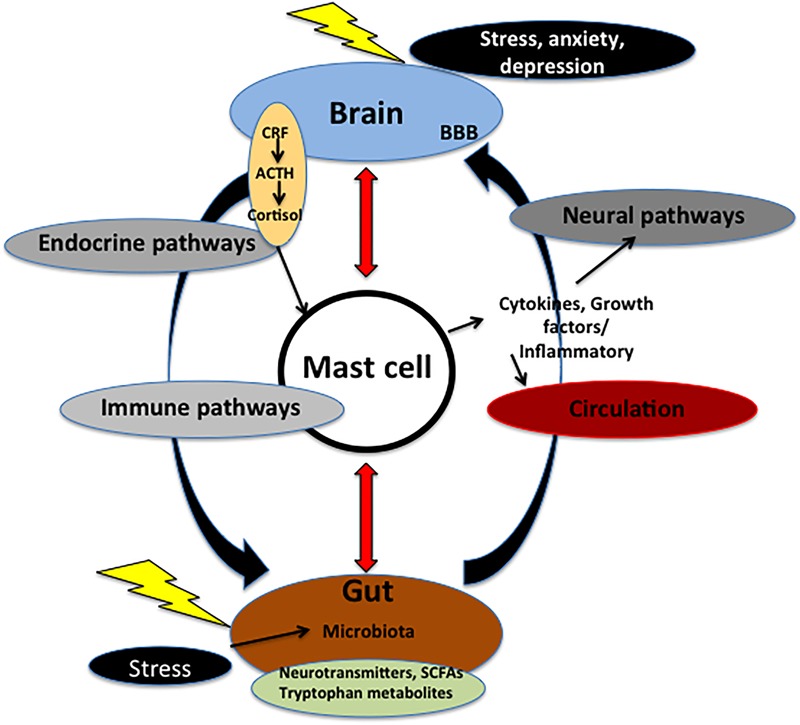 FIGURE 1