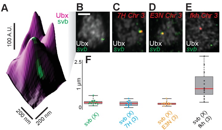 Figure 2—figure supplement 1.