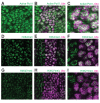 Figure 1—figure supplement 3.