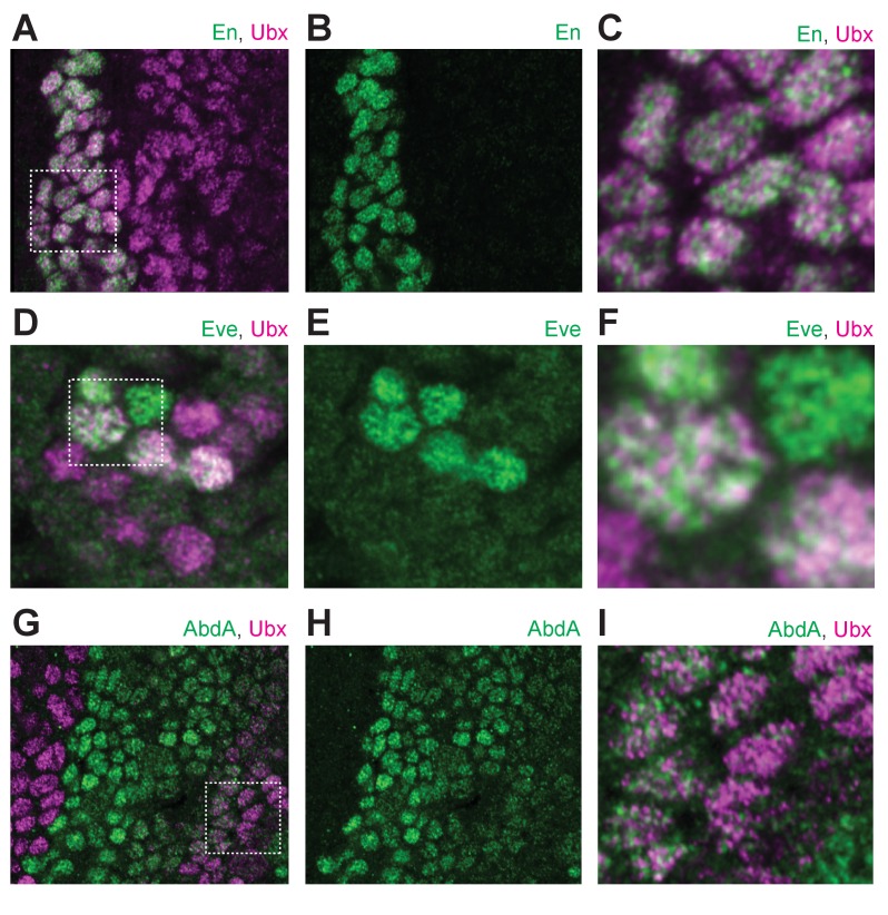 Figure 1—figure supplement 2.