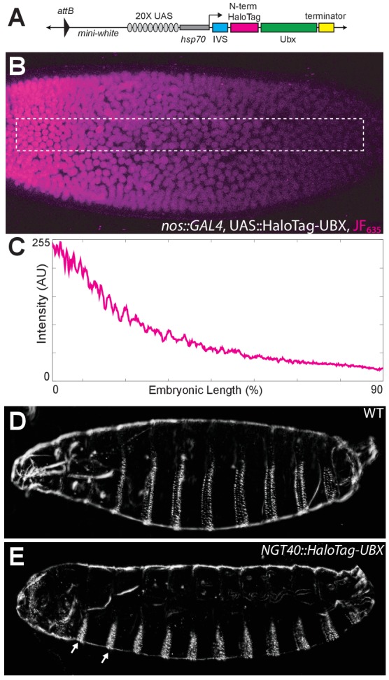 Figure 1—figure supplement 4.