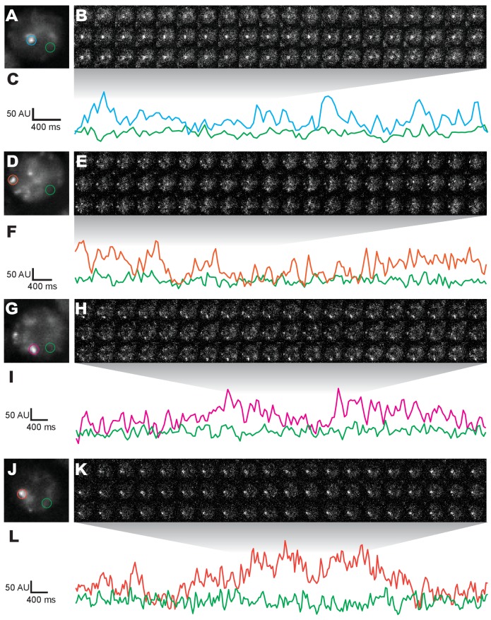 Figure 1—figure supplement 5.