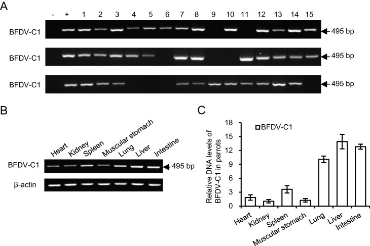 Fig. 2