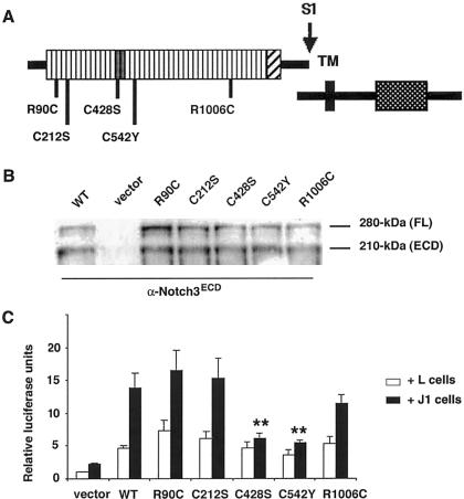 Figure  2